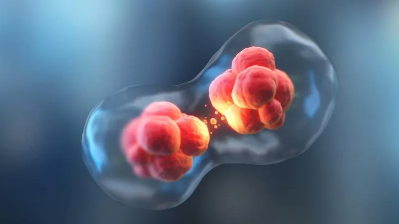 Thérapie par anticorps bispécifiques