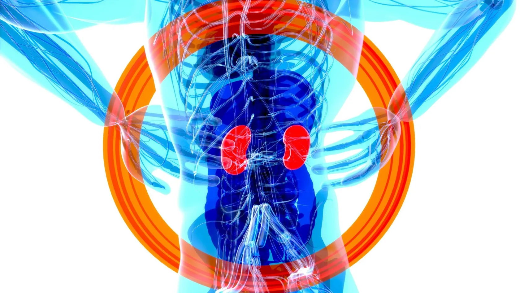 Néphrectomie, ablation chirurgicale du rein