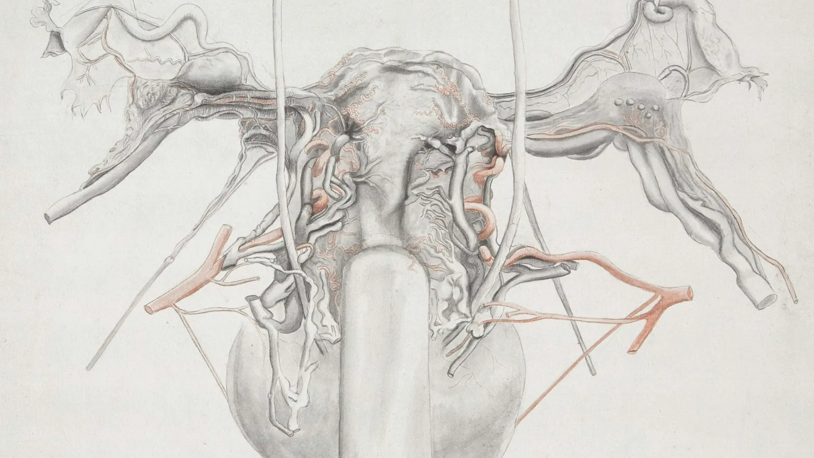Varicocélectomie - chirurgie de la varicocèle